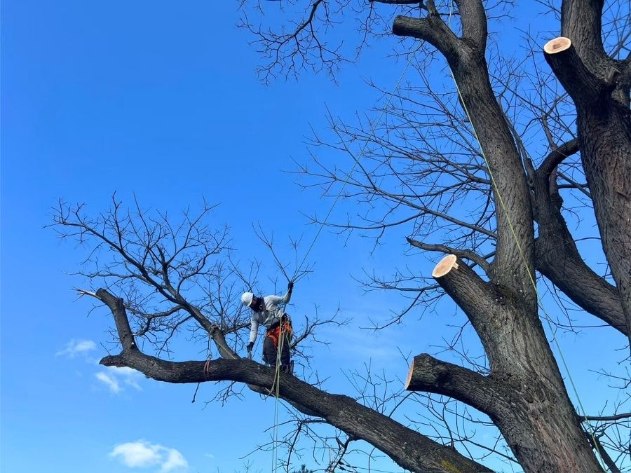 大木に登ってロープワークを使い剪定しているアーボリストの写真